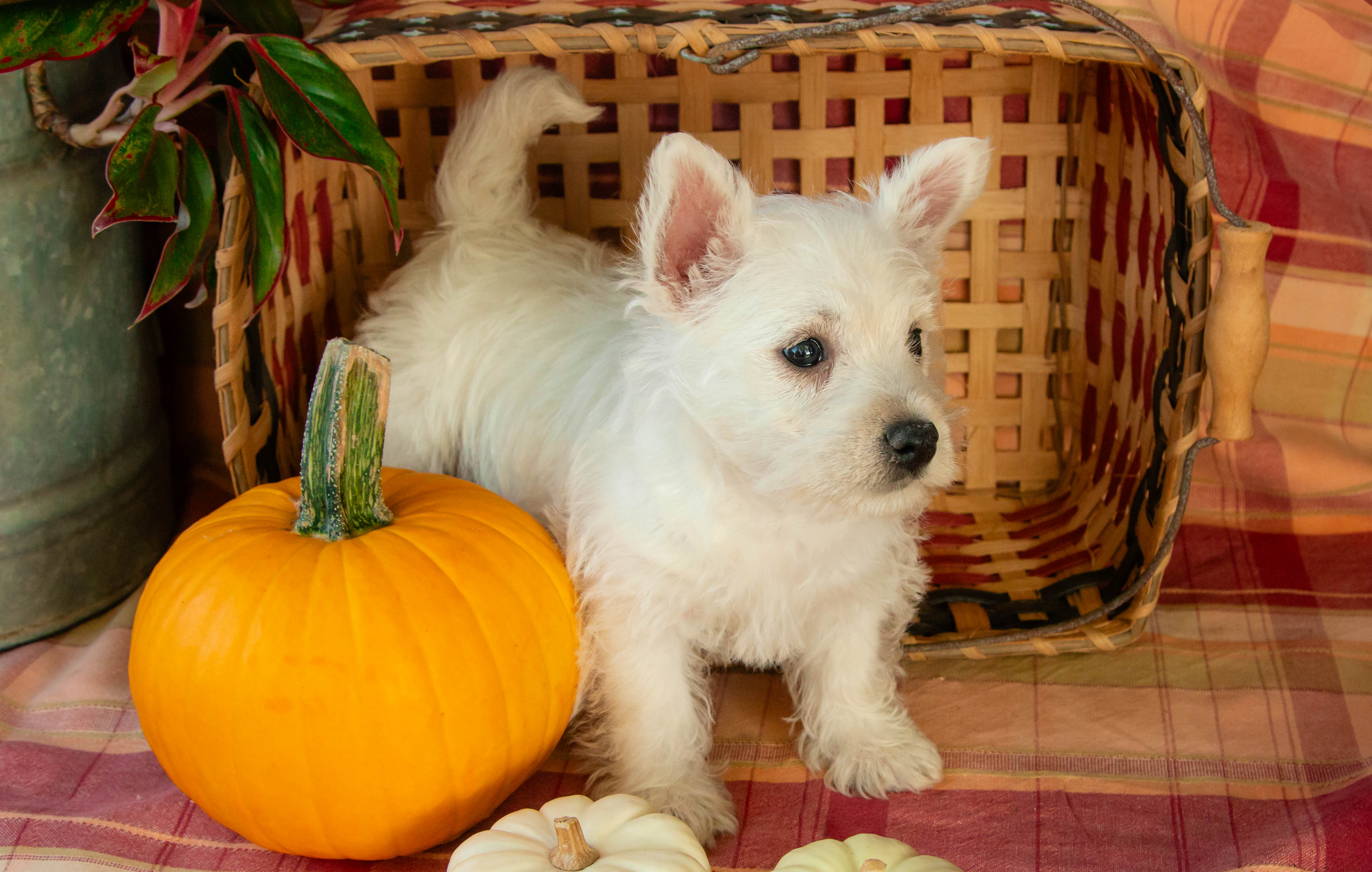 puppy, for, sale, West Highland White Terrier, Amos B. King, dog, breeder, Romney, WV, dog-breeder, puppy-for-sale, forsale, nearby, find, puppyfind, locator, puppylocator, aca